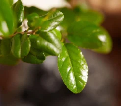 Bonsai mit Buddha, verschiedene Sorten