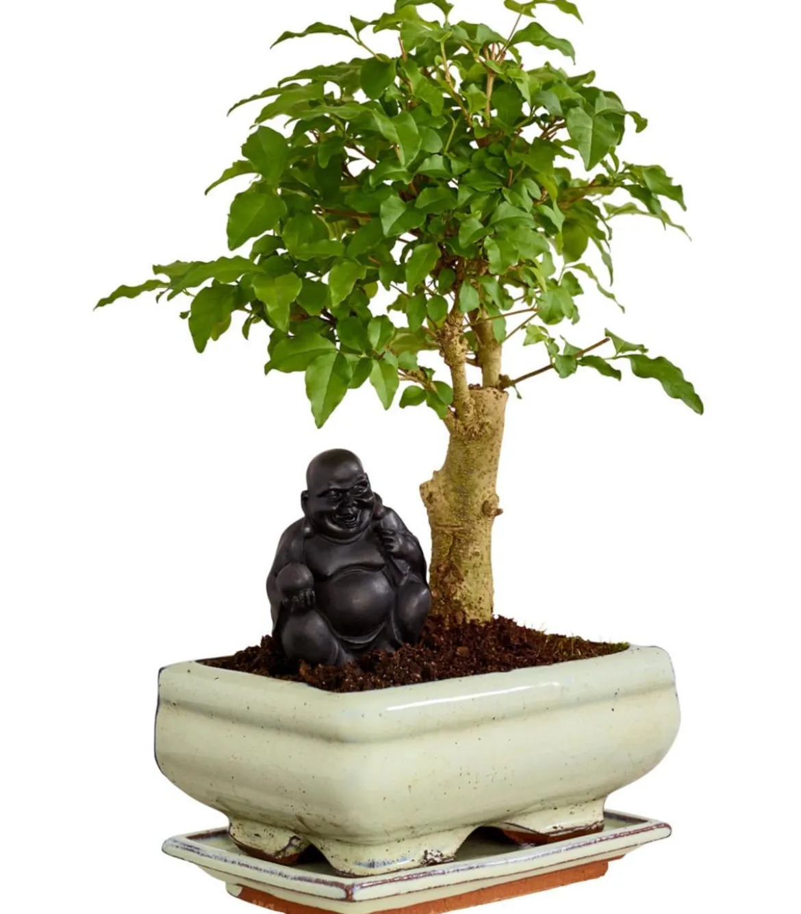 Bonsai mit Buddha, verschiedene Sorten
