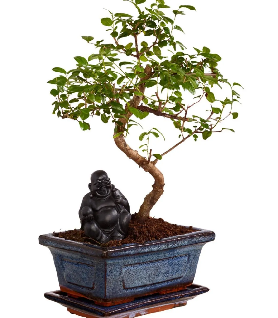 Bonsai mit Buddha, verschiedene Sorten
