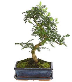 Bonsai Szechuan-Pfeffer - Zanthoxylum piperitum