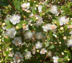 Brautmyrte, Busch