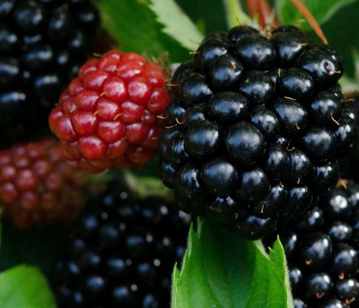 Brombeere 'Asterina'