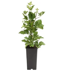 Brombeere 'Navaho®'