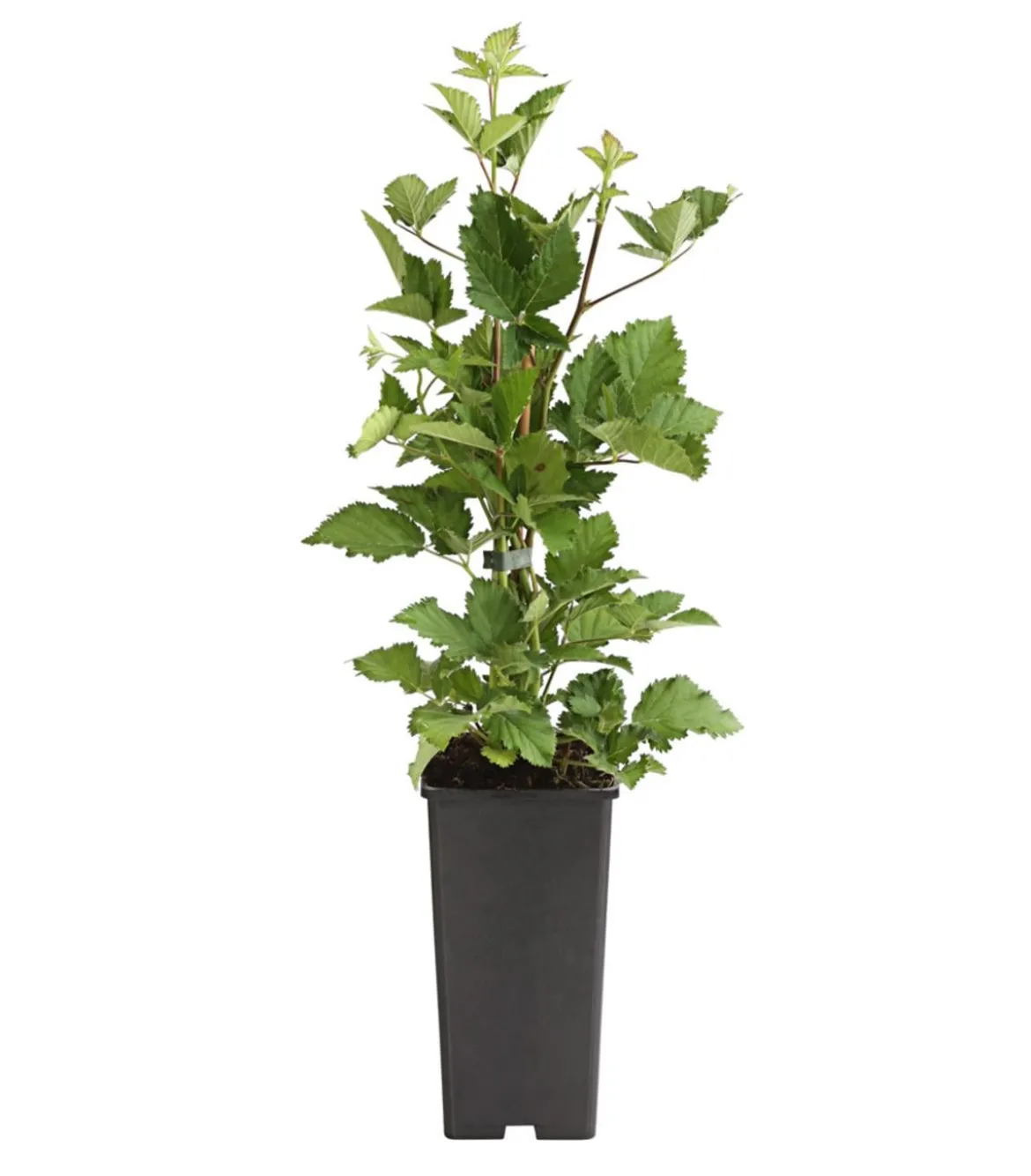 Brombeere 'Navaho®'