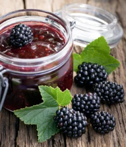 Brombeere 'Navaho®'