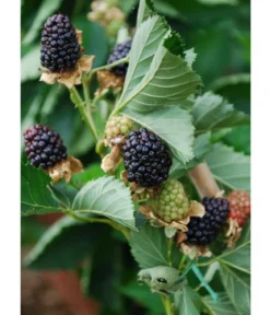 Brombeere 'Reuben'