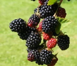 Brombeere 'Reuben'