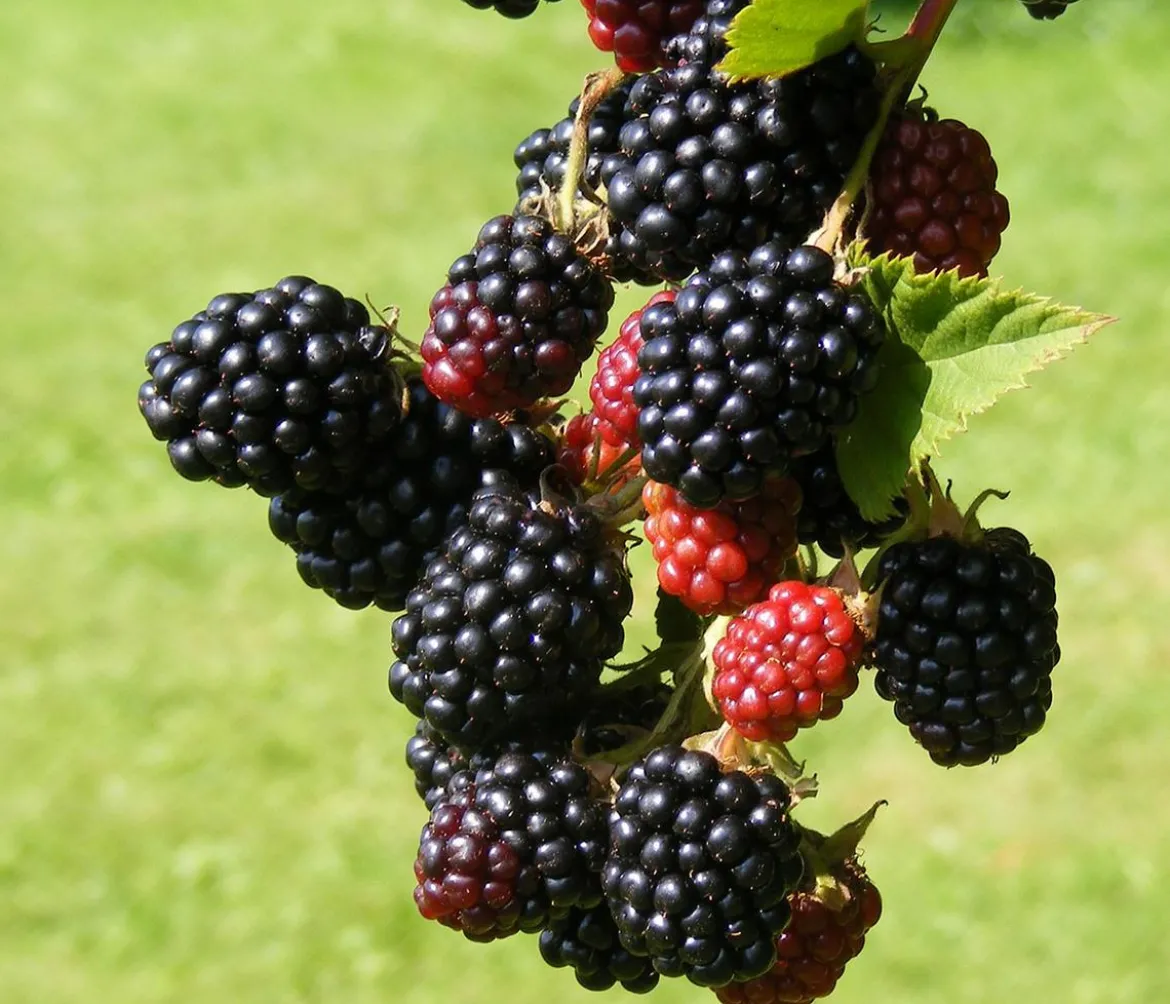 Brombeere 'Reuben'