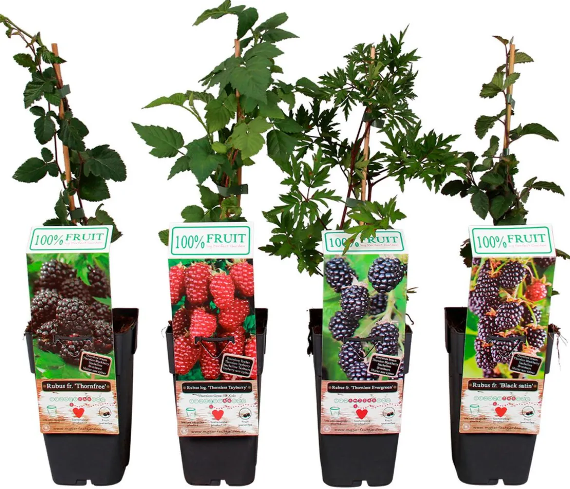 Brombeer-Set Brombeer-Bowl, 4-teilig