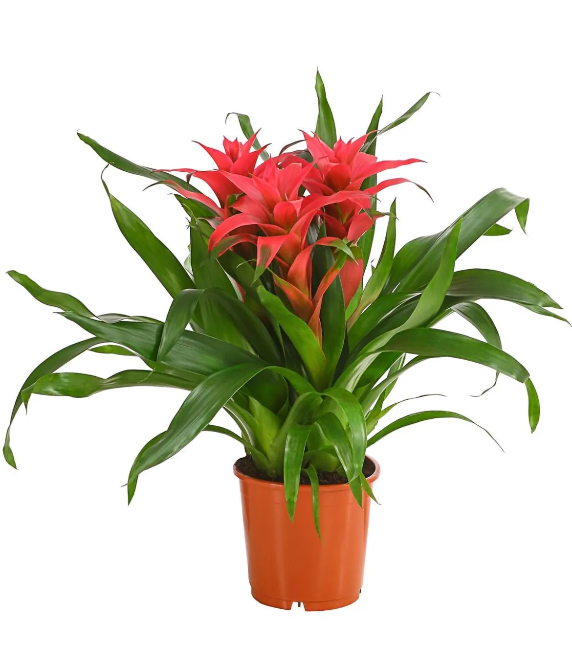 Bromelie - Bromeliaceae, verschiedene Farben