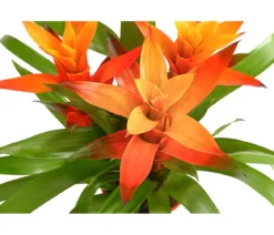 Bromelie - Bromeliaceae, verschiedene Farben