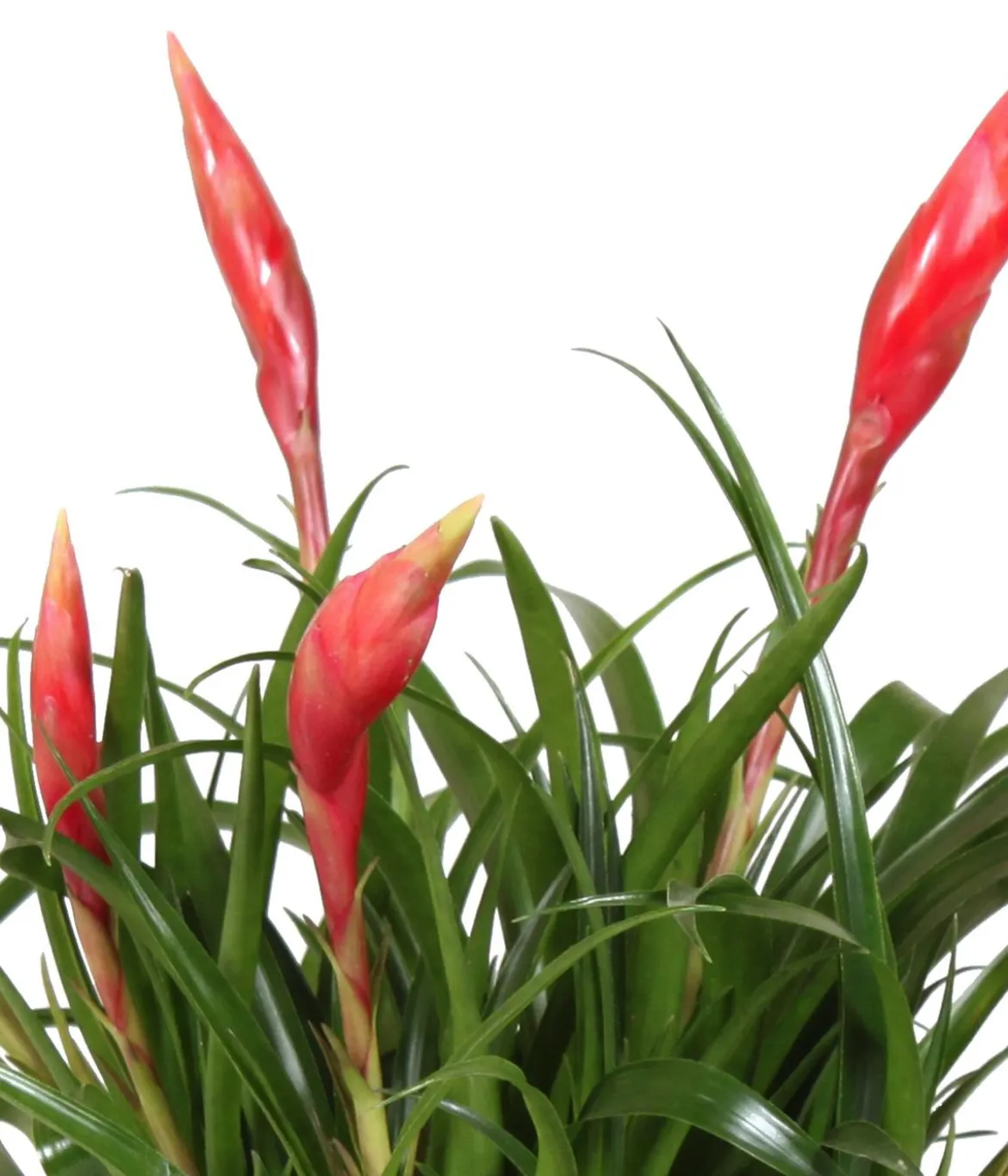 Bromelien-Set Sommerfrische, 4-teilig