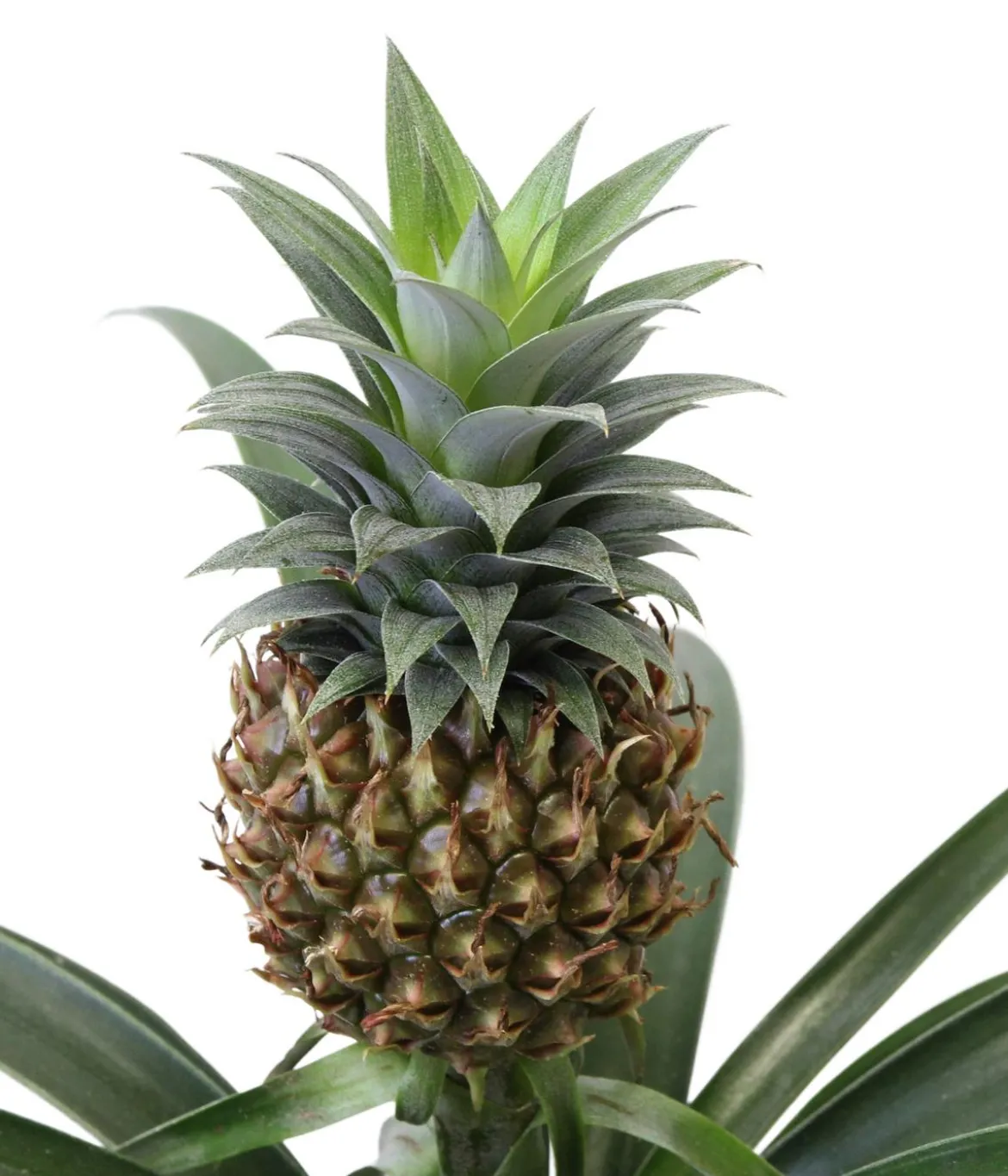 Bromelien-Set Sommerfrische, 4-teilig