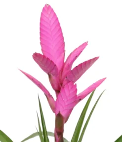 Bromelien-Set Sommerfrische, 4-teilig