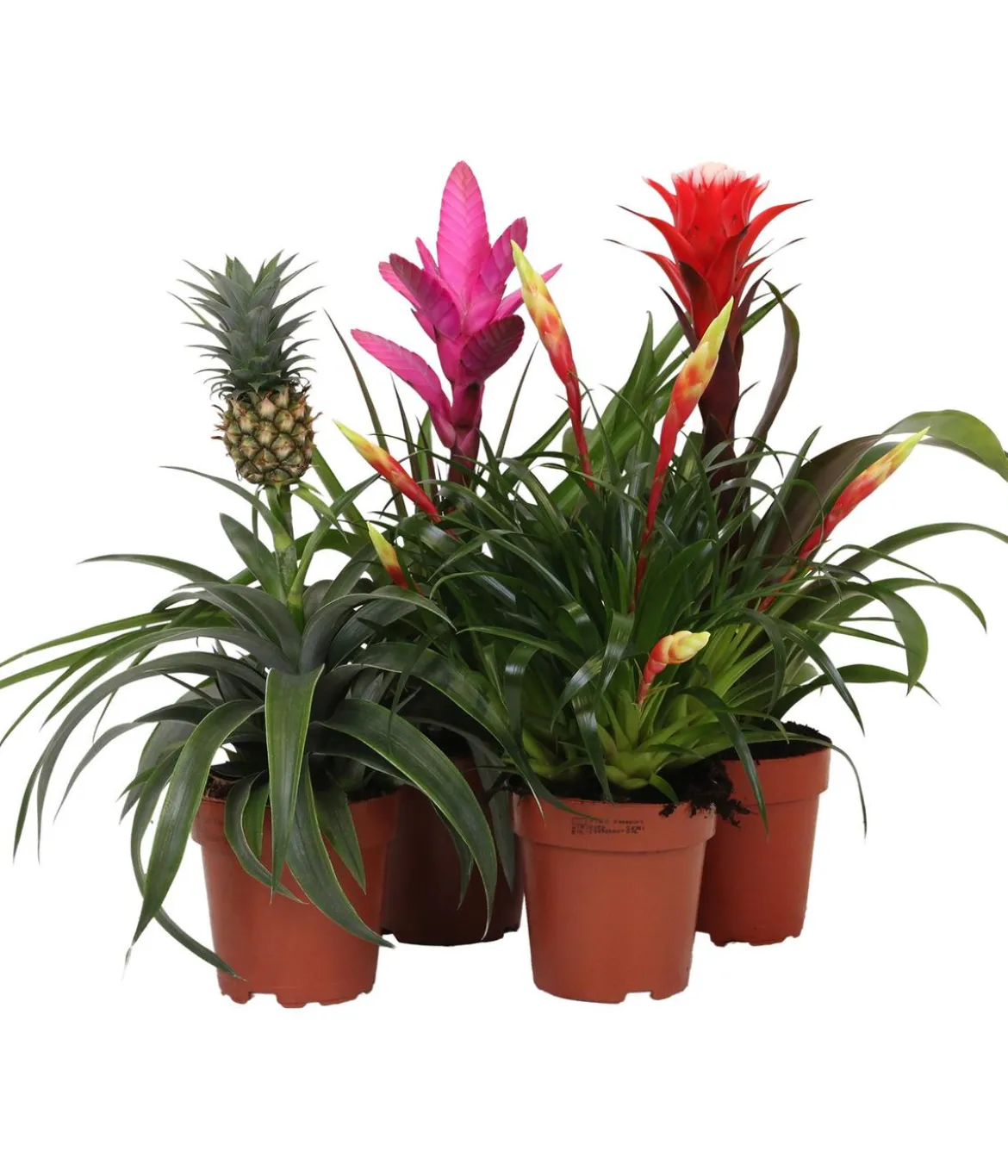 Bromelien-Set Sommerfrische, 4-teilig
