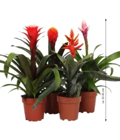 Bromelien-Set, 4-teilig