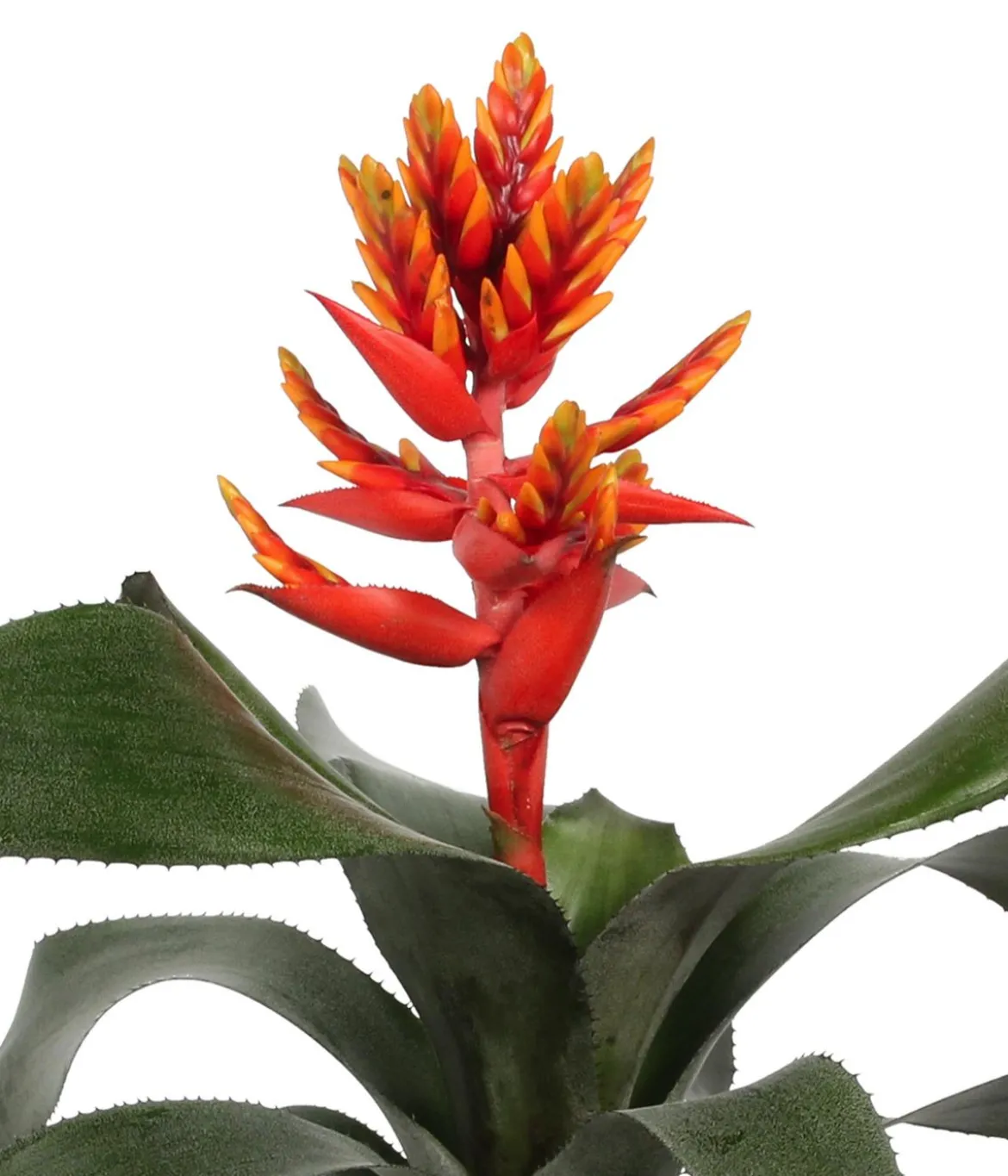 Bromelien-Set, 4-teilig