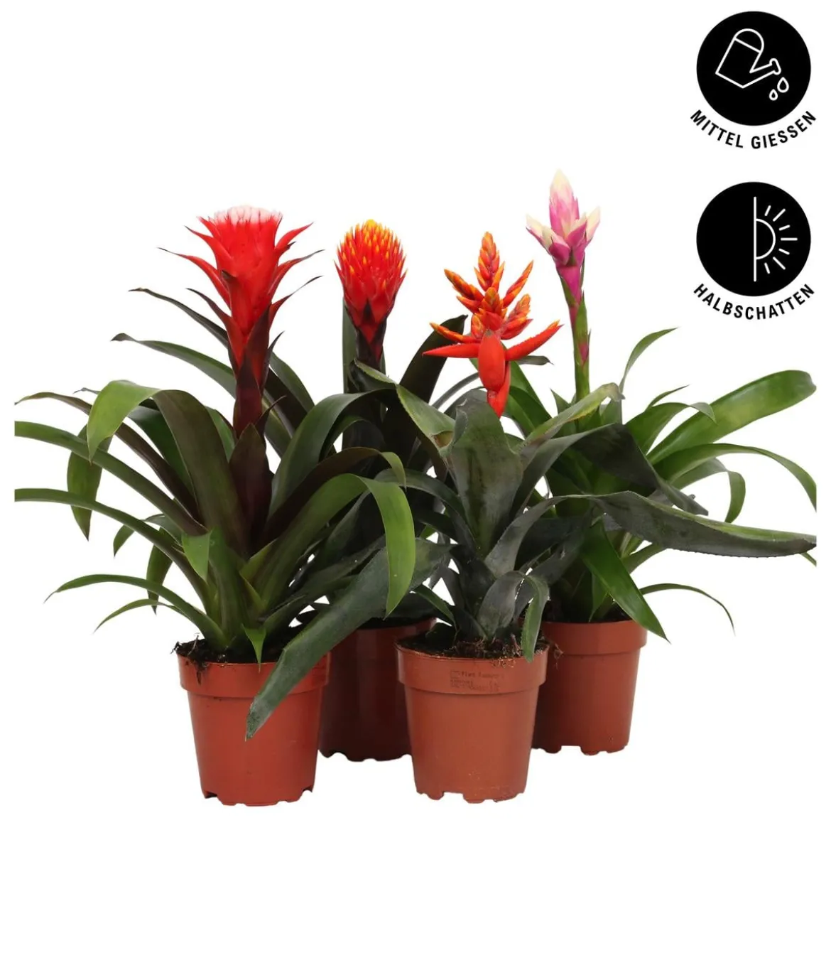 Bromelien-Set, 4-teilig