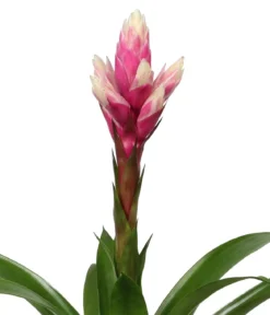 Bromelien-Set, 4-teilig