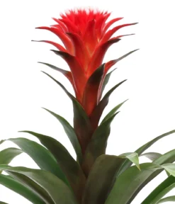 Bromelien-Set, 4-teilig