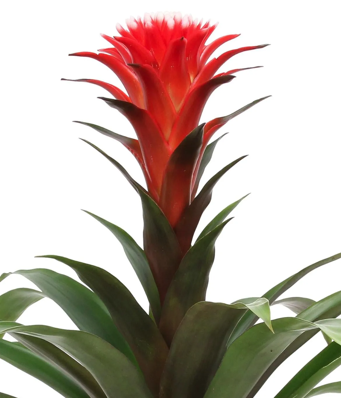 Bromelien-Set, 4-teilig