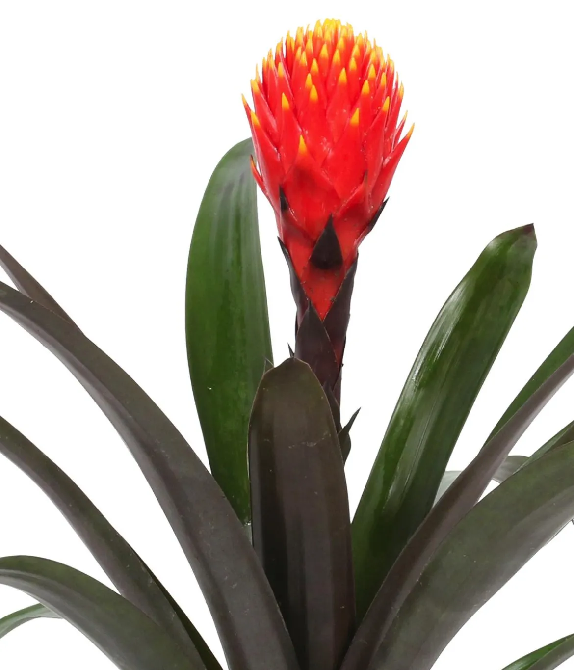 Bromelien-Set, 4-teilig