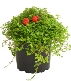 Bubikopf - Soleirolia soleirolii