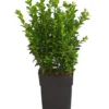 Buchs