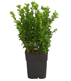 Buchs