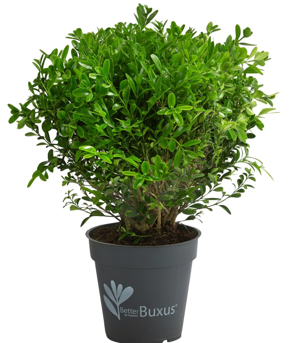Buchs BetterBuxus®, Strauch