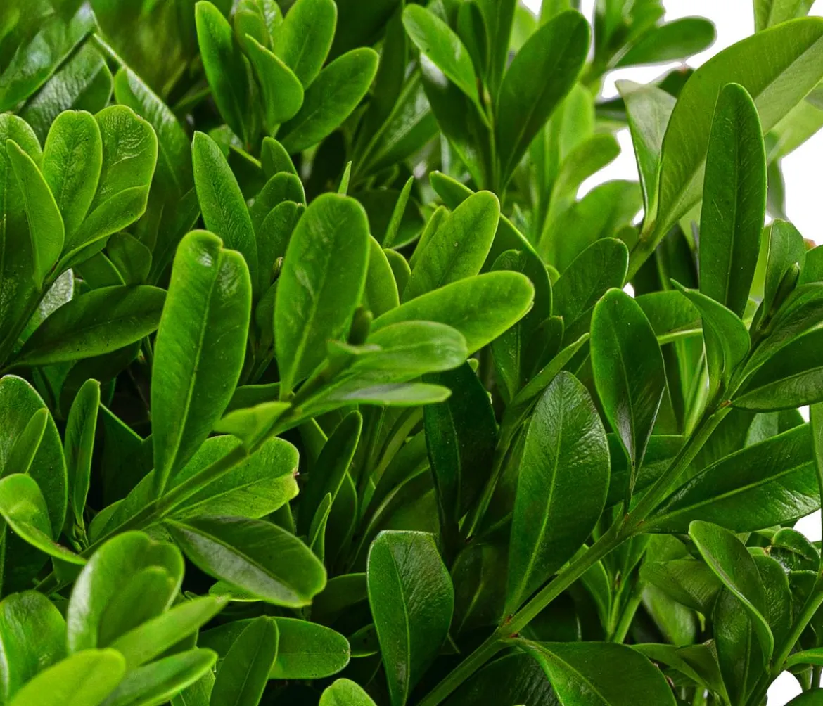 Buchs BetterBuxus®, Strauch