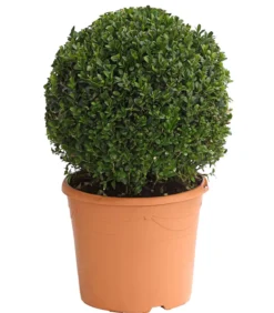 Buchs, Kugel
