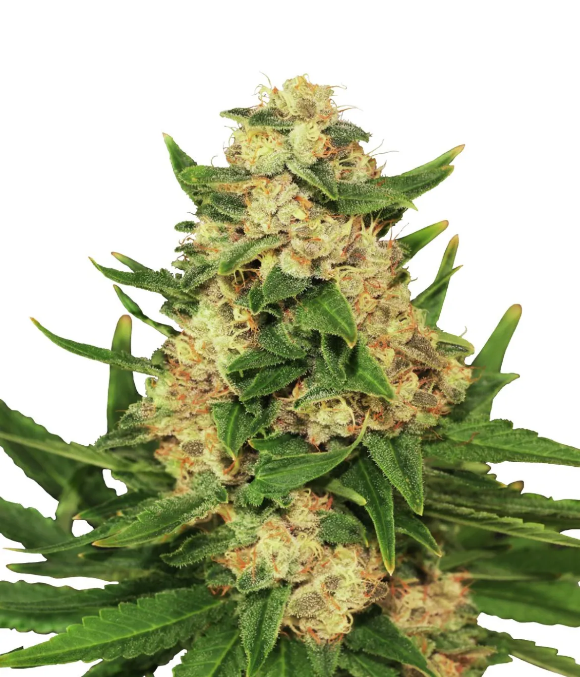 Bud Voyage Hanfsamen Anti-Stress Big Banana, 3 Stk.