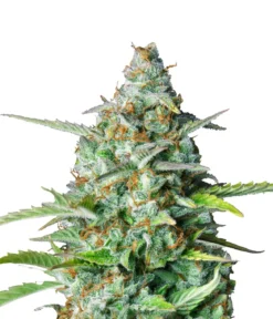Bud Voyage Hanfsamen Beruhigung Northern Lights, 3 Stk.