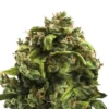Bud Voyage Hanfsamen Gelassenheit Big Bud, 3 Stk.