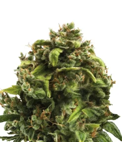 Bud Voyage Hanfsamen Gelassenheit Big Bud, 3 Stk.