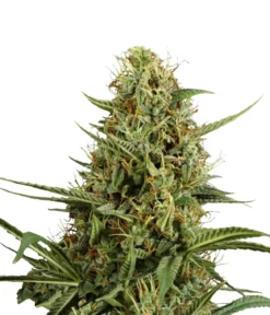 Bud Voyage Hanfsamen Heiterkeit Strawberry Smile, 3 Stk.