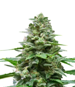 Bud Voyage Hanfsamen Hippie Hanf Easy Bud, 3 Stk.