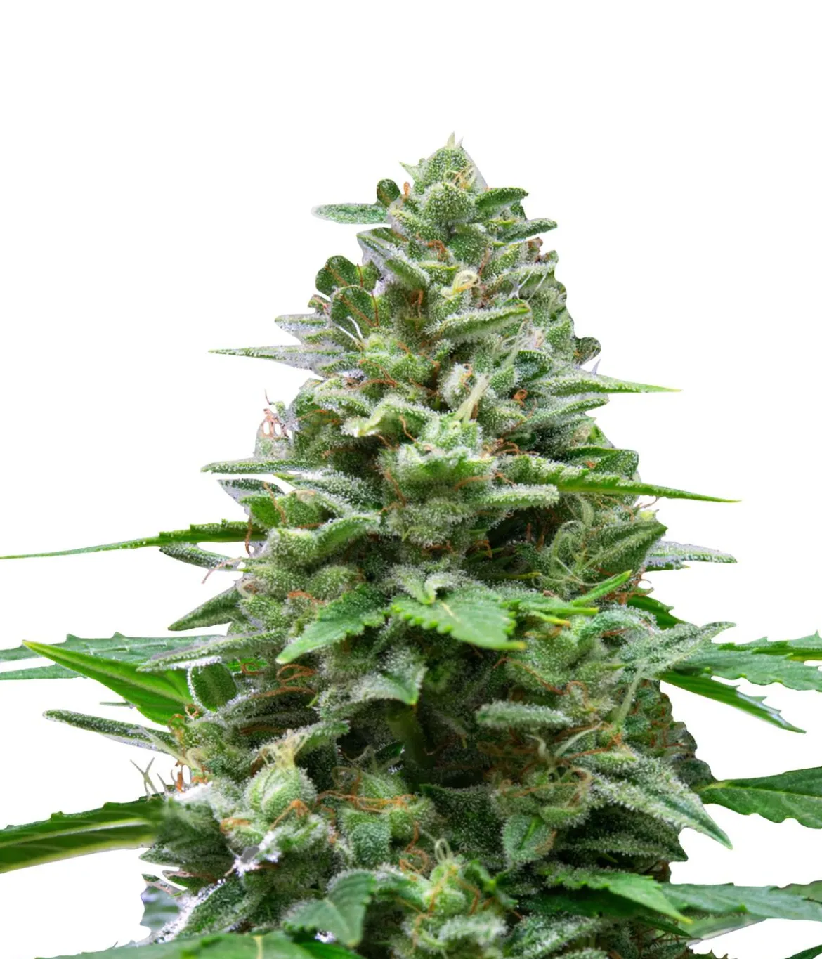 Bud Voyage Hanfsamen Hippie Hanf Easy Bud, 3 Stk.