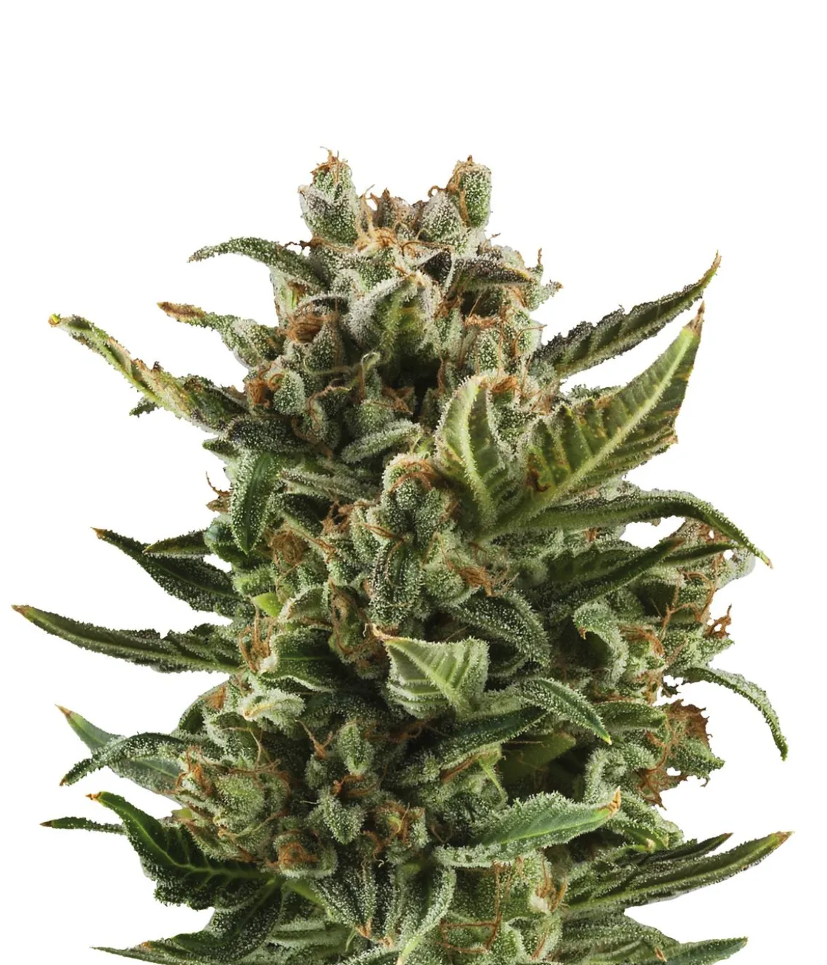 Bud Voyage Hanfsamen Klassiker White Widow, 3 Stk.
