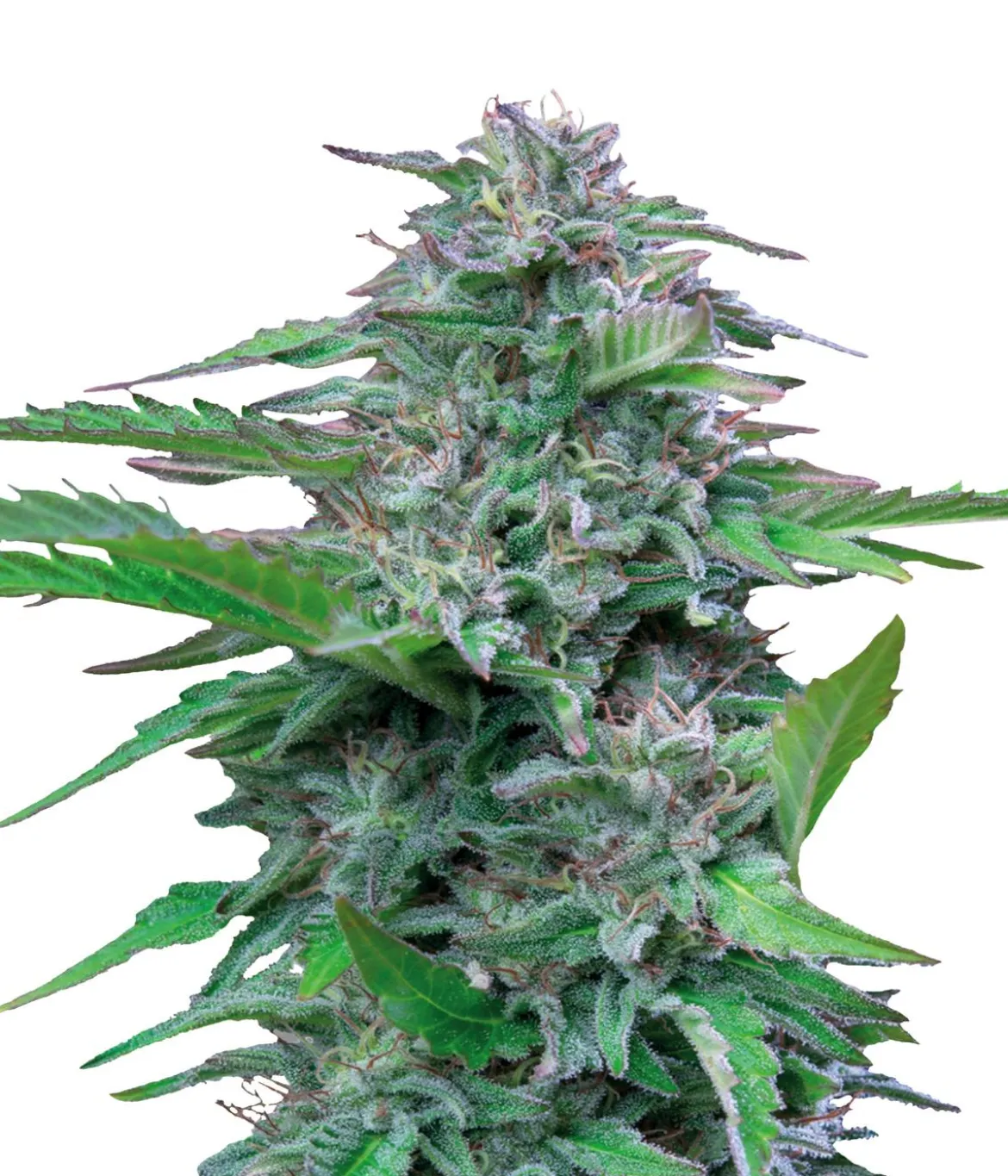Bud Voyage Hanfsamen Medi-Rest Critical, 3 Stk.
