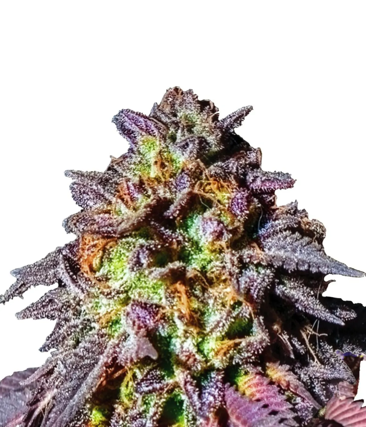 Bud Voyage Hanfsamen Muntermacher Purple Haze, 3 Stk.