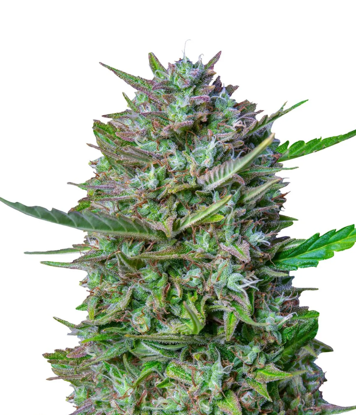 Bud Voyage Hanfsamen Pure Motivation Tropical Orange, 3 Stk.