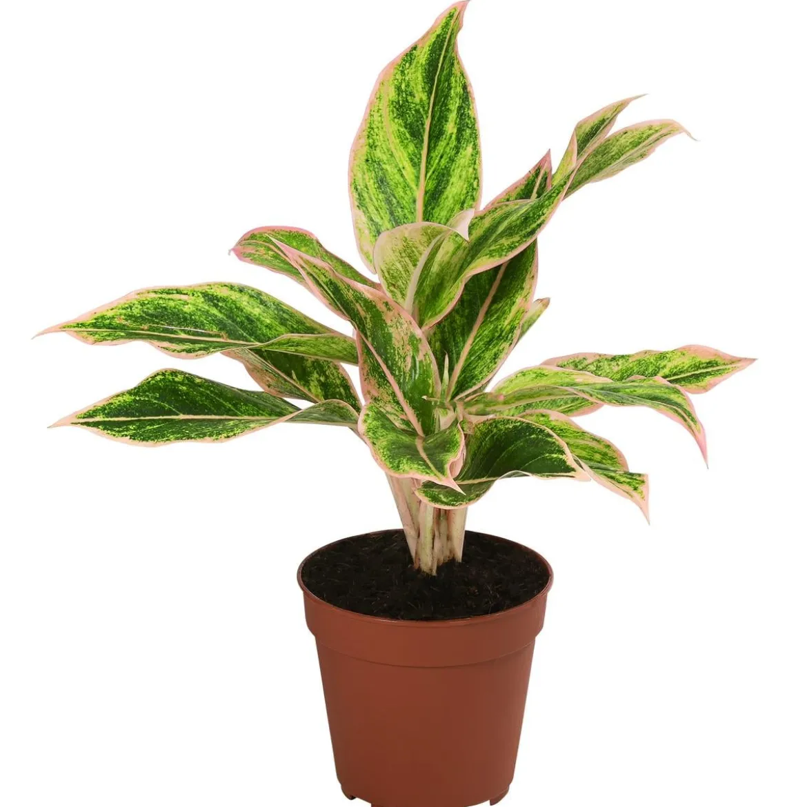 Buntblättriger Kolbenfaden-Set - Aglaonema commutatum, 3-teilig