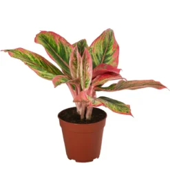 Buntblättriger Kolbenfaden-Set - Aglaonema commutatum, 3-teilig