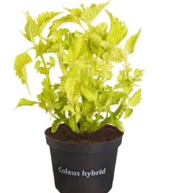 Buntnessel - Solenostemon scutellarioides, verschiedene Sorten