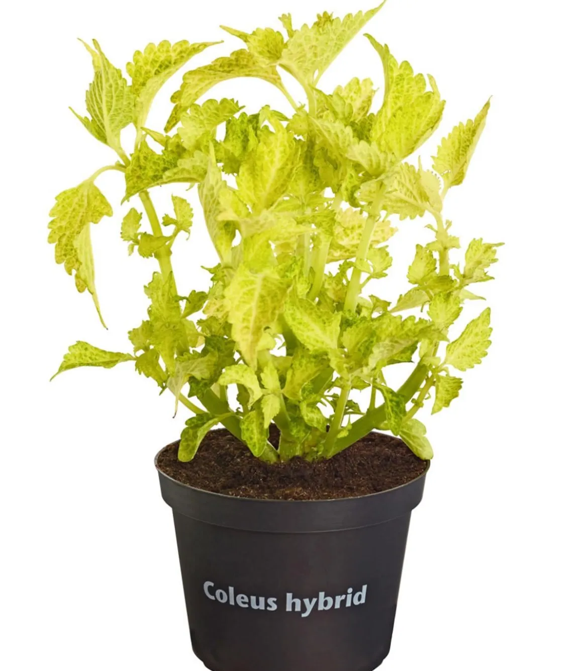 Buntnessel - Solenostemon scutellarioides, verschiedene Sorten