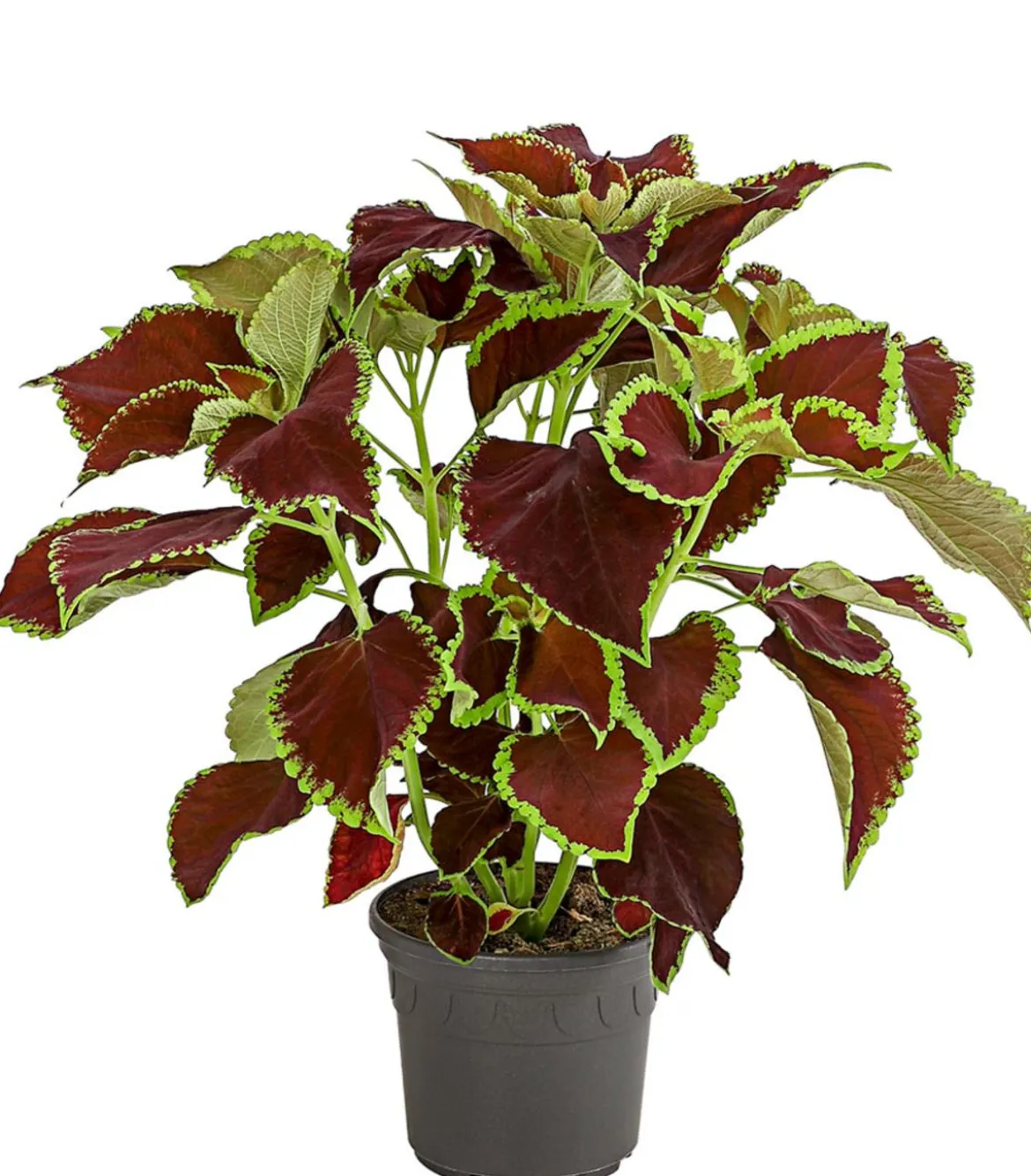 Buntnessel - Solenostemon scutellarioides, verschiedene Sorten