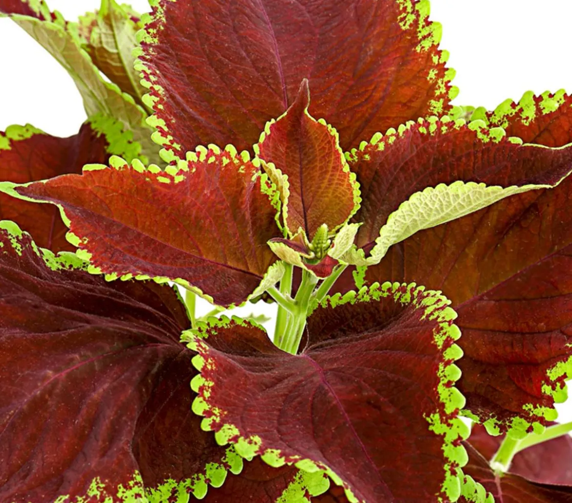 Buntnessel - Solenostemon scutellarioides, verschiedene Sorten