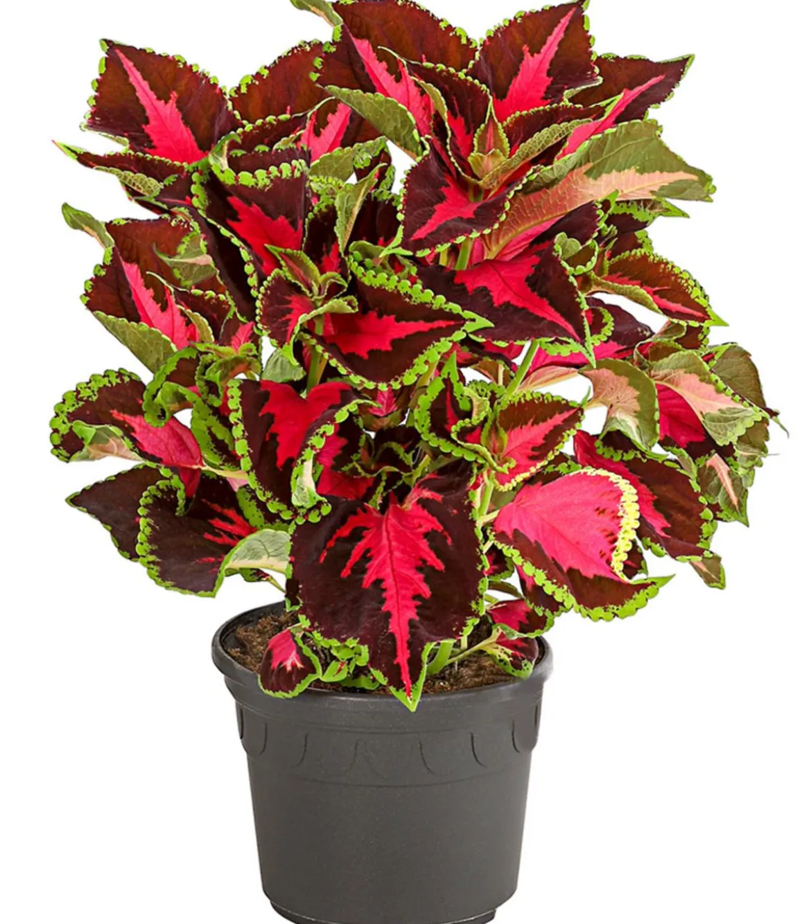 Buntnessel - Solenostemon scutellarioides, verschiedene Sorten